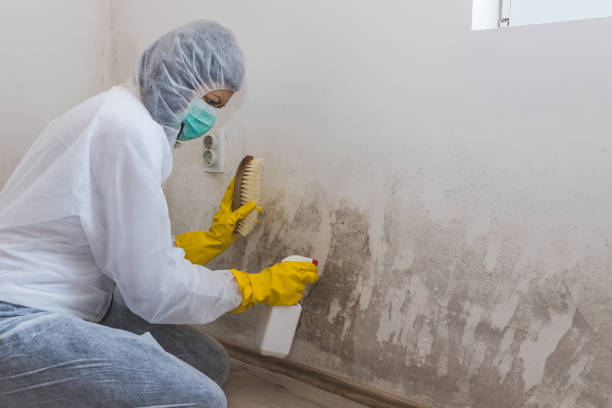Certified Mold Removal in East Lake, FL