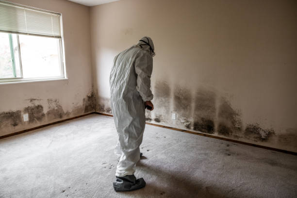 Professional Mold Removal in East Lake, FL